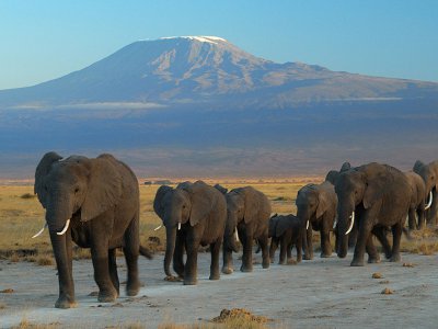 Elephant at Amboseli National Park